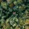 Forest © Pexels