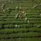 Farmers © Pexels
