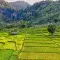 A network of stepped rice paddies divided by irrigation ditches with a number of homesteads visible with mountains and a waterfall © Pexels