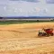 wheatfield with tractor