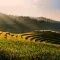 Terrace farming with lush green and yellow tones on a mountain side