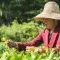 Woman picking tea leaves with a basket on her back and a sun hat