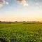 Crop field during a sunset