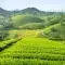 Green hills