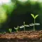 Seedlings at different stages of growth sprouting © Adobe Stock