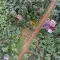 Coffee plantation seen from a drone in Nicaracgua © Giuseppe Cipriani for UTZ