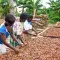 Drying cocoa beans in Ghana &copy; UTZ Certified