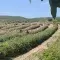 Two works harvesting botanicals in Turkey © UEBT project team