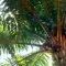Palm trees © Bremen Yong for Roundtable on Sustainable Palm Oil