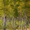 Poplar trees at timber farm in Oregon © Adobe Stock
