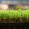 Seedlings growing in a container © FSC Germany