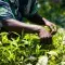 Close up of workers hands picking tea leaves in Malawi &copy; Francesco John Mpambe Jnr for Fairtrade