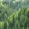 Green forest on hills © Adobe Stock