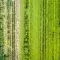 Aerial view of green landscape and field © Adobe Stock