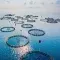 Large circular nets in the ocean for fishing farming &copy; Adobe Stock