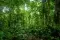 A lush green tropical forest stretches into the distance as viewed from the forest floor. Sunlight filters down through the few gaps in the leafy canopy © Adobe Stock