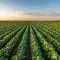 Rural landscape of a vast soybean field at sunset