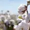 Cotton blooms are in focus in the foreground on the right of the image and a blurred field of them extends away to the left under a pale blue sky © Adobe Stock