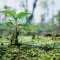 Small seedling growing in a forest © Unsplash