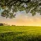 Green landscape field with tree overhanging over a sunset &copy; Unsplash