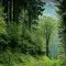 Various green trees in a forest and a green path © Pexels