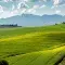 Rolling green landscape of fields with mountains in the background © Pexels