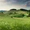 Green hilly landscape with trees in the valley and horizon