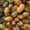 A top-down view of a pile of multicoloured yellow green and brown cocoa pods © Fairtrade