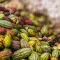 Cocoa pods in a pile © Adobe Stock