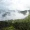 Colombian landscape of rainforest and dense clouds over the treeline © UTZ CERTIFIED