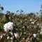 Cotton field on a sunny day © Better Cotton Initiative