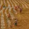 A group of people standing on top of a yellow and orange field using brooms to divide produce