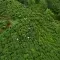 Aerial shot of workers in a agricultural field