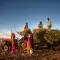 Five farmers in India loading a tractor with crop in the sunset
