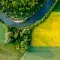 Yellow rapeseed field in bloom at spring