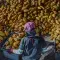 Back view of the working worker sorts fresh, ripe, yellow cocoa pods into a crate. Workers preparing fresh cocoa fruit before fermentation in the chocolate factory