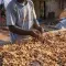 A Ghanaian cocoa farmer in the Lolobi, Ghana, prepares to dry his cocoa beans after harvest