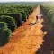 Two people strolling through a Brazilian coffee farm