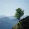 A single tree stands resiliently on the edge of a rocky mountain slope, overlooking a deep valley filled with layered forest ridges under a soft blue sky.