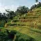 Drone shots over the famous rice terraces in Indonesia, a worker can be seen collecting the crops