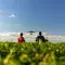 Drone beginning to fly over a soybean farm with two people assisting