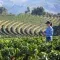 Farmer on a coffee plantation observing the development of the crop