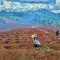 Farmers in the central highlands of Vietnam preparing the land for new coffee planting season amidst lush forest terrain