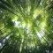 Worms eye view of bamboo forest during the day