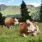 A herd of white and brown cows rests in a grassy meadow with a pine forest and mountain range in the background beneath a blue sky with white clouds © Unsplash 