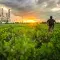 Man in a field next to a factory looking out at the sunset © Adobe Stock