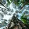 Worms eye view of forest of tall trees and green leaves against a blue cloudy sky © Unsplash