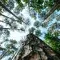 Worms eye view of forest and blue sky © Unsplash