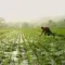 Farmer working in a rice field in the morning with a misty background