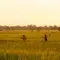 Workers walking through a field growing crops as the day draws in © Pexels